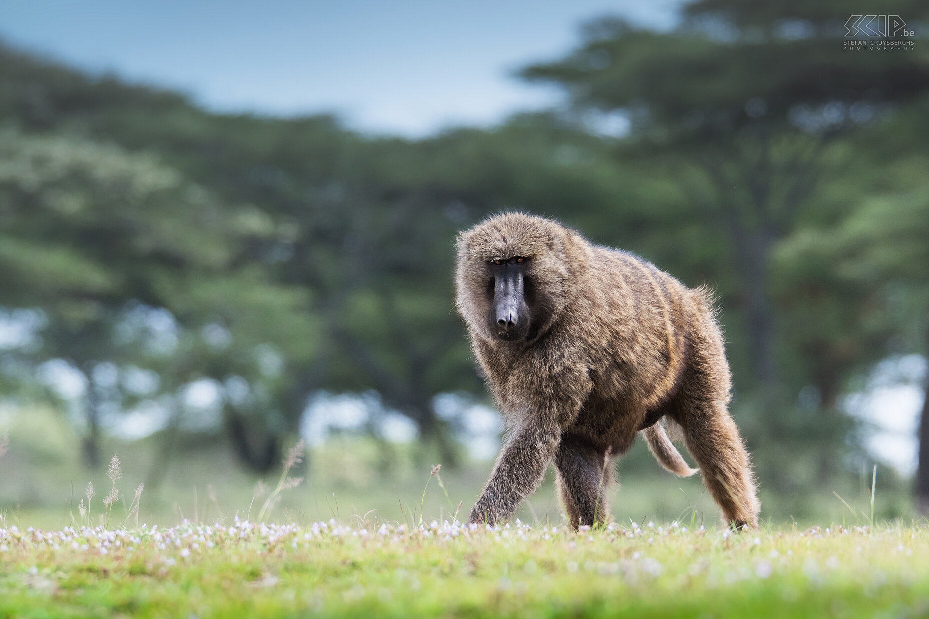 Bulbula Cliffs - Anubisbaviaan Terwijl we picknickten aan de Bulbula Cliffs kwam er een groep Anubisbavianen oftewel groene bavianen (Olive baboon, Papio anubis) dichterbij. Stefan Cruysberghs